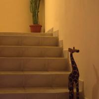 Фотографии отеля Hostel Fun Giraffe