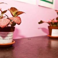 Фотографии отеля Hostel Dostoevsky na Kolokolnoy