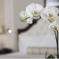 Фотографии отеля The State Hermitage Museum Official Hotel